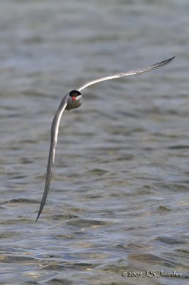 CommonTern1064b.jpg