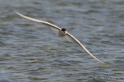 CommonTern1125b.jpg