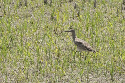 Whimbrel2084.jpg