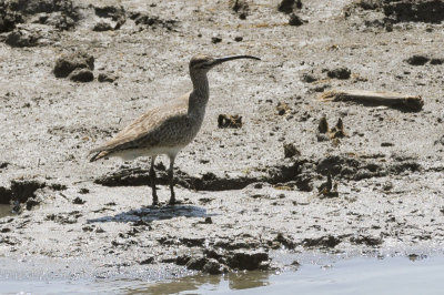 Whimbrel2138.jpg