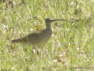 Whimbrel4836b.jpg