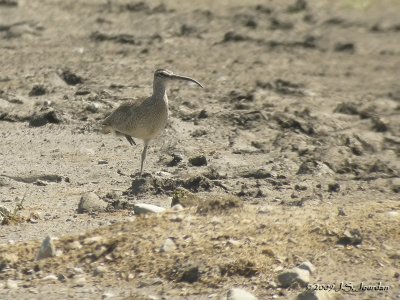 Whimbrel4856b.jpg