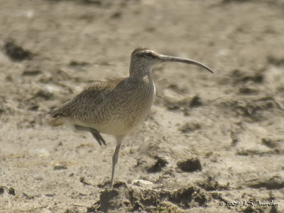 Whimbrel4862b.jpg