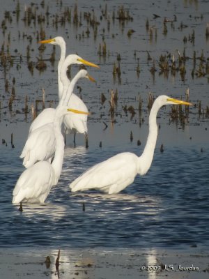 GreatEgret5135b.jpg