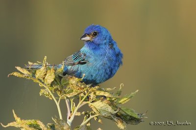 IndigoBunting2308b.jpg