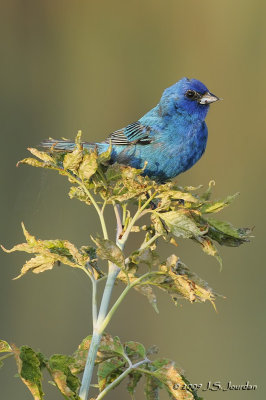 IndigoBunting2314b.jpg