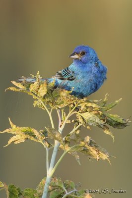 IndigoBunting2316b.jpg