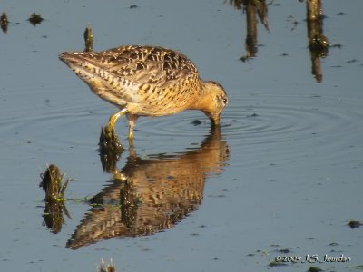 ShortbilledDowitcher5097b.jpg