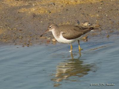 SpottedSandpiper5210b.jpg