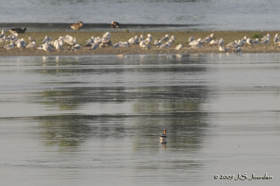 AmericanAvocet2547b.jpg