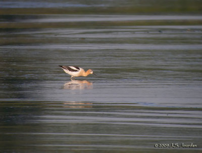 AmericanAvocet5480b.jpg