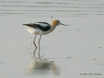 AmericanAvocet5812b.jpg