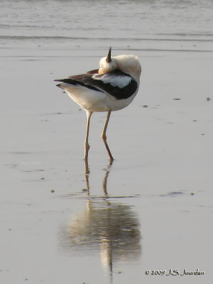 AmericanAvocet5813b.jpg