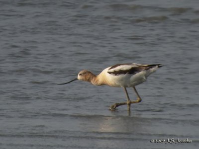 AmericanAvocet5819b.jpg