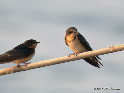 BarnSwallow6076b.jpg