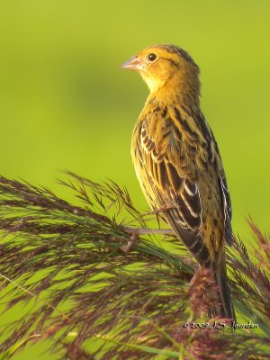 Bobolink6079b.jpg