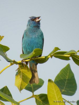 IndigoBunting6158b.jpg