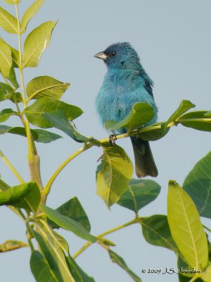 IndigoBunting6160b.jpg