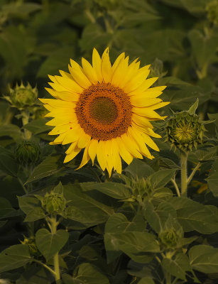 Sunflower3205b.jpg