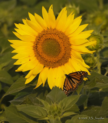 Sunflower3218b.jpg