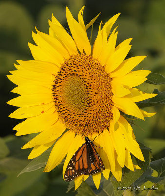 Sunflower3251b.jpg