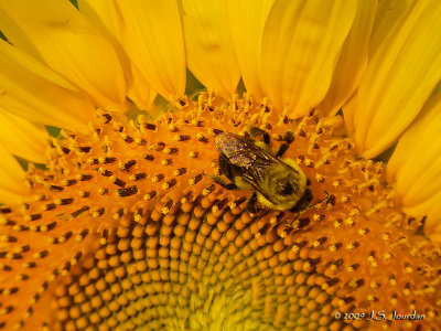 Sunflower6147b.jpg