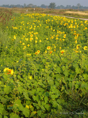 Sunflowers6139b.jpg