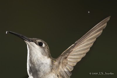 RubythroatHummingbird3518b.jpg