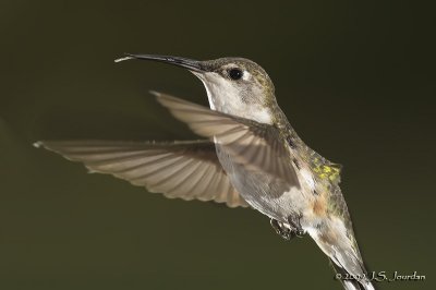 RubythroatHummingbird3521b.jpg
