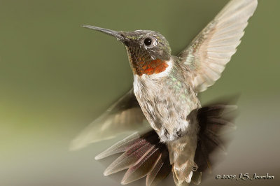 RubythroatHummingbird3530b.jpg