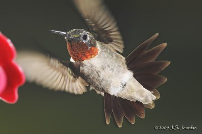 RubythroatHummingbird3534b.jpg