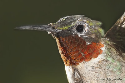 RubythroatHummingbird3538b.jpg