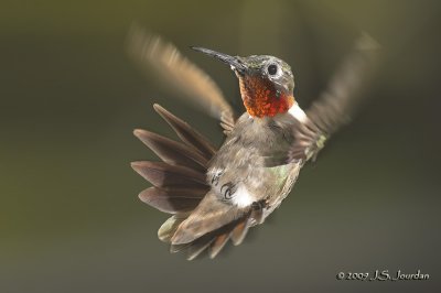 RubythroatHummingbird3547b.jpg