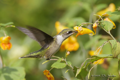 RubythroatedHummingbird3933b.jpg