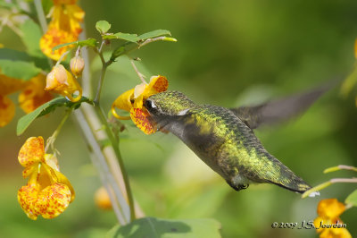 RubythroatedHummingbird3952b.jpg