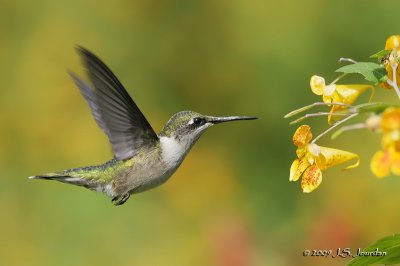 RubythroatedHummingbird3959b.jpg