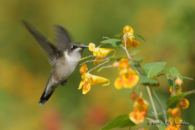 RubythroatedHummingbird3963DBb.jpg