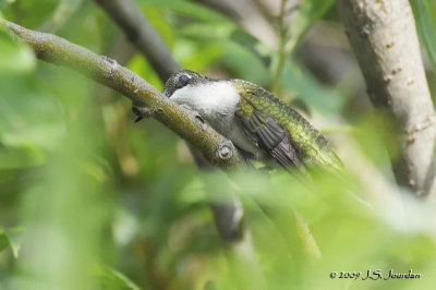 RubythroatedHummingbird4038b.jpg
