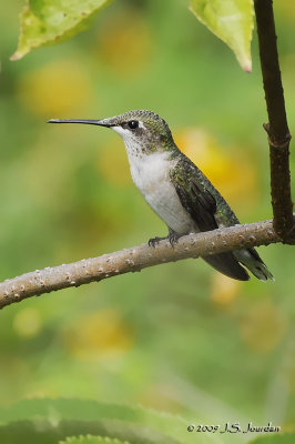 RubythroatedHummingbird4058b.jpg