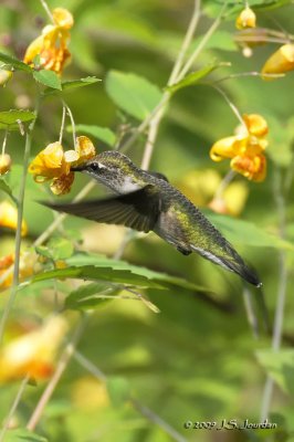 RubythroatedHummingbird4078b.jpg