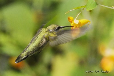 RubythroatedHummingbird4095DBb.jpg