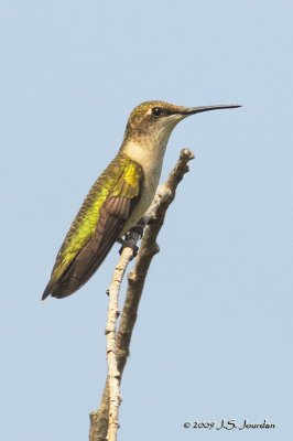 RubythroatedHummingbird4100b.jpg