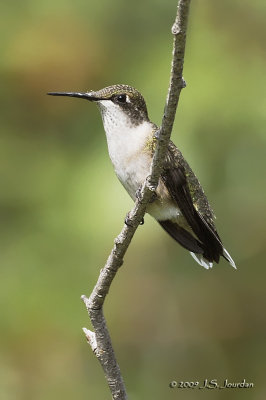 RubythroatedHummingbird4158b.jpg