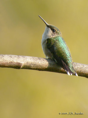 RubythroatedHummingbird6511b.jpg