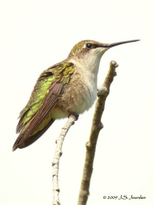 RubythroatedHummingbird6622b.jpg