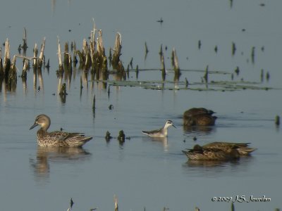 RedneckedPhalarope6755b.jpg