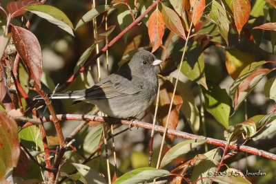 DarkeyedJunco6482b.jpg