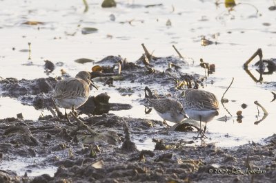 Dunlin6300b.jpg