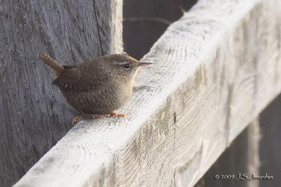 WinterWren6261b.jpg