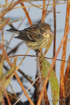 YellowrumpedWarbler6316b.jpg